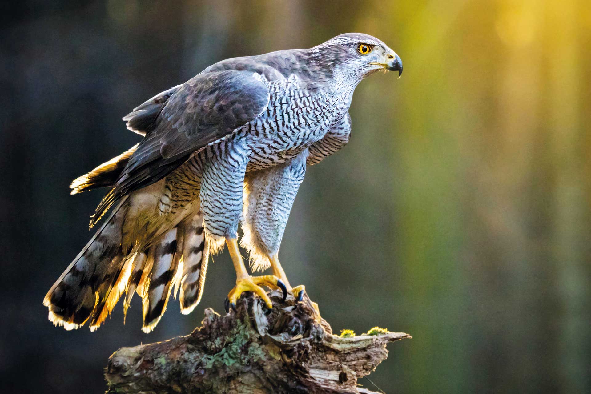 Kinder geniessen die Natur