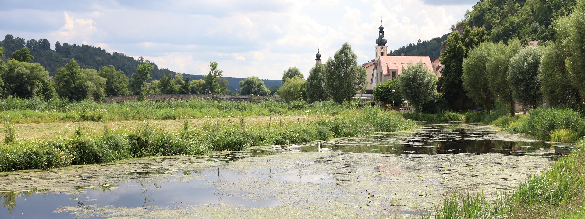 Ein Pflanzenbewachsenes Altwasser mit Schwänen, im Hintergrund die Kirche von Kallmünz