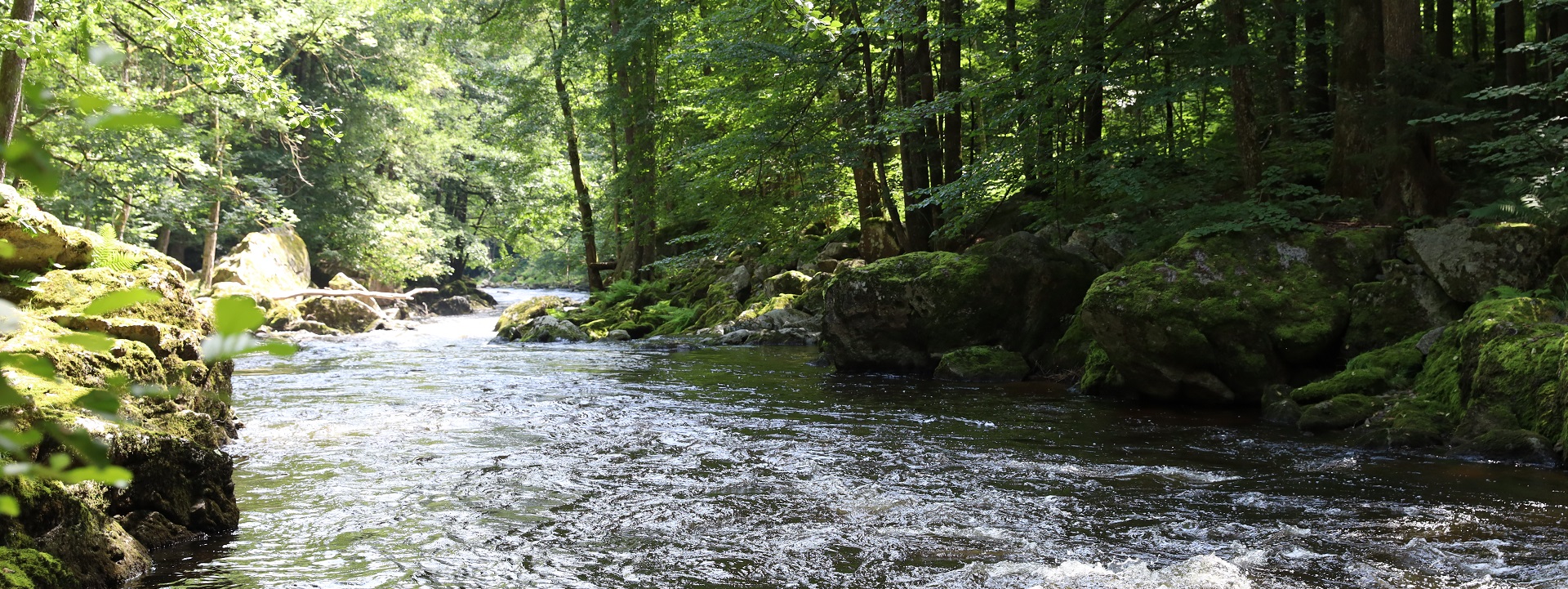 Die Ilz schlängelt sich wild und ungezähmt durch den Wald. Am Ufer liegen mossbewachsene Steine