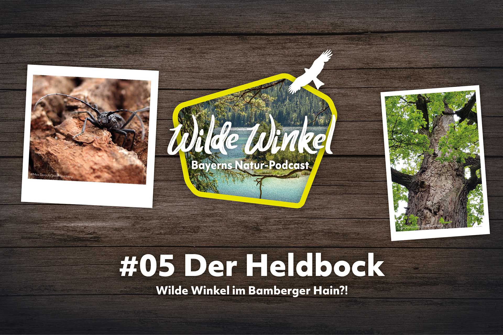 Podcast-Cover: Wilde Winkel - Folge 5