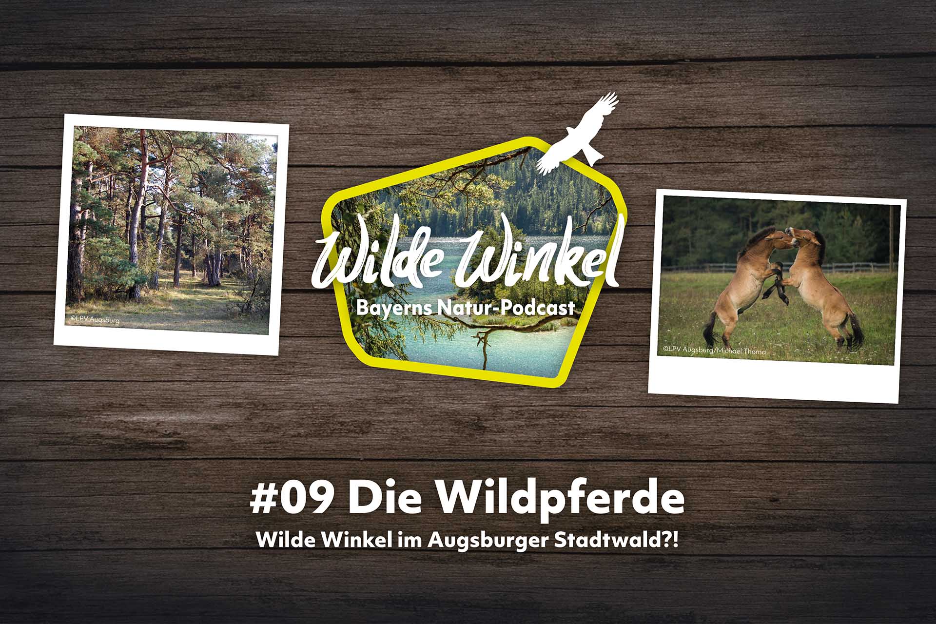 Podcast-Cover: Wilde Winkel - Folge 9