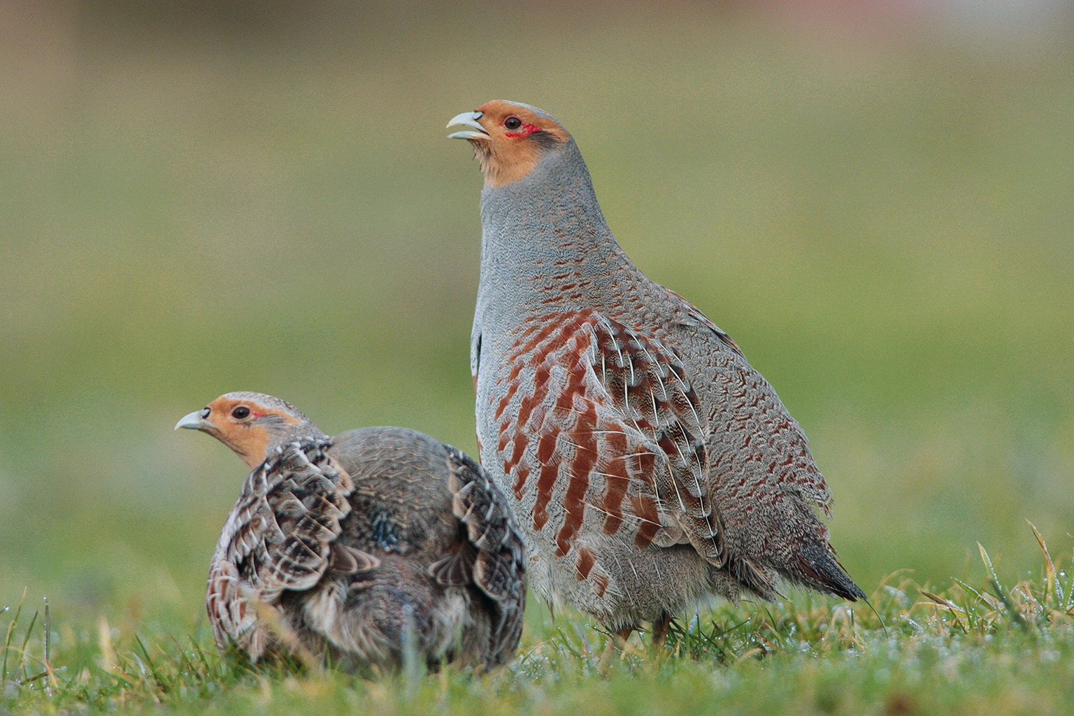 Zwei Rebhühner; eins auf der Wiese zusammengekauert, das andere daneben stehend. Beide schauen nach links.
