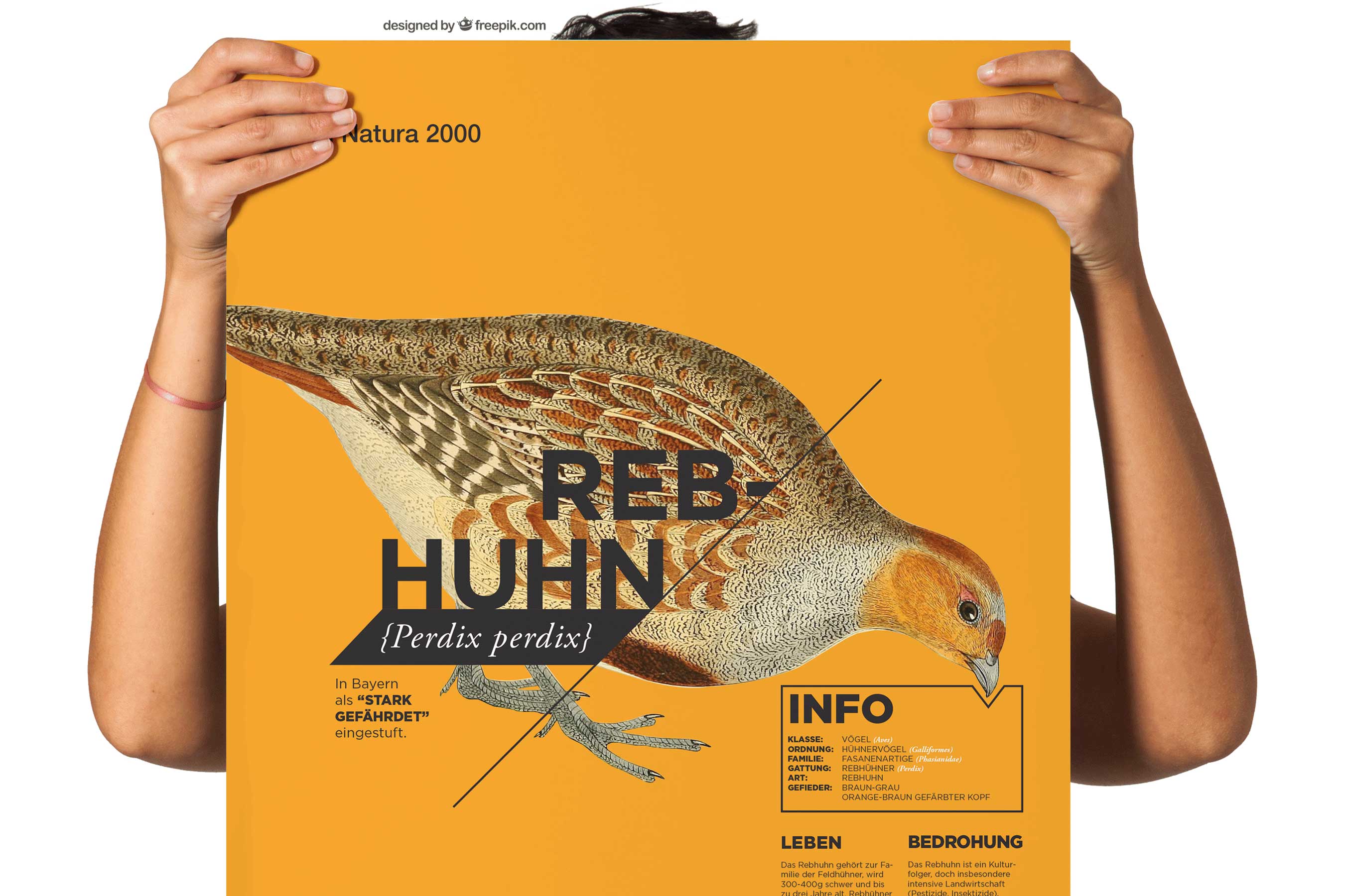 Woman holding a poster with information about the partridge.