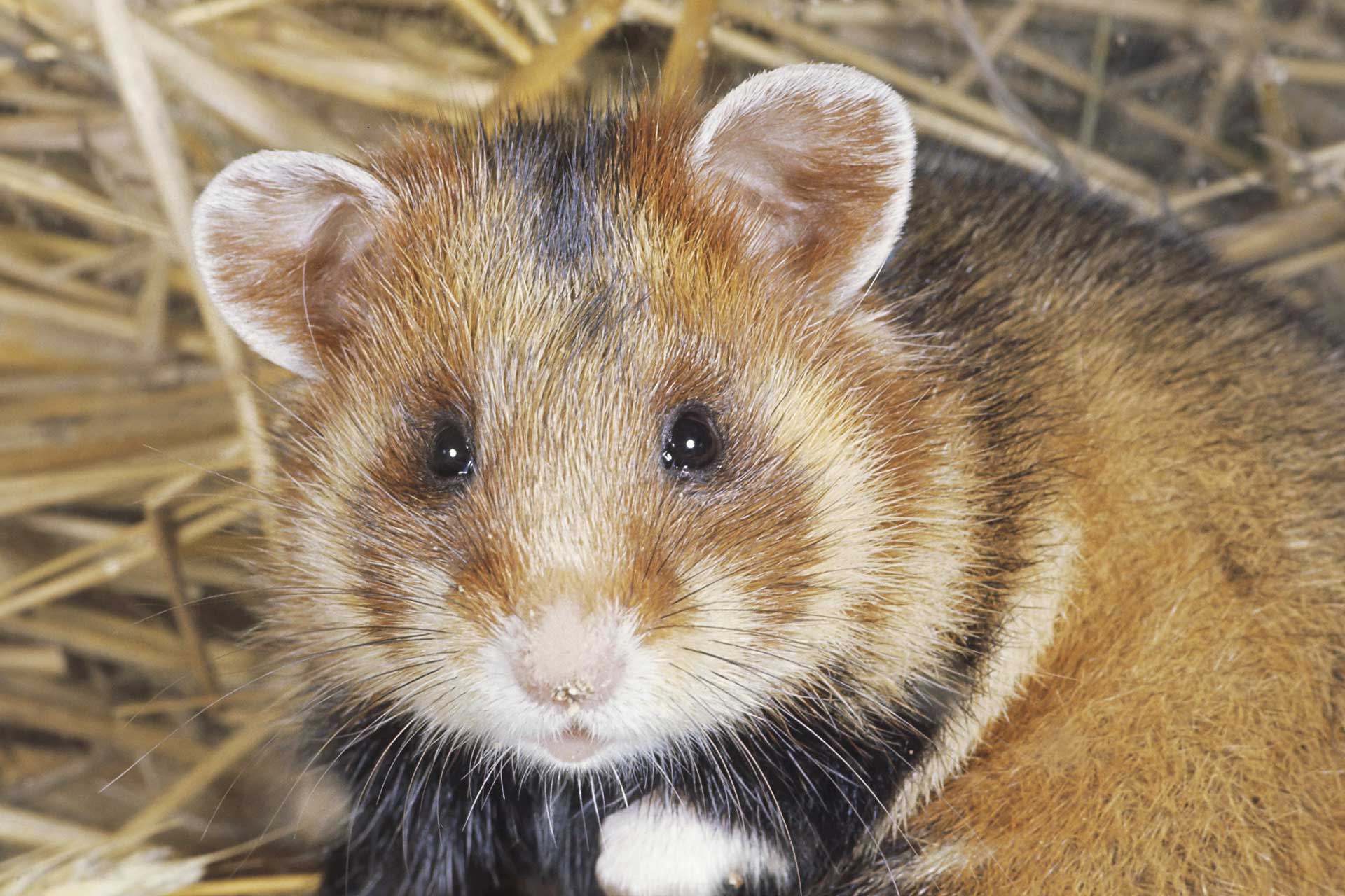 The European hamster in its burrow. It has golden-brown and black fur, a light-colored snout with whiskers, and round, light-rimmed ears.