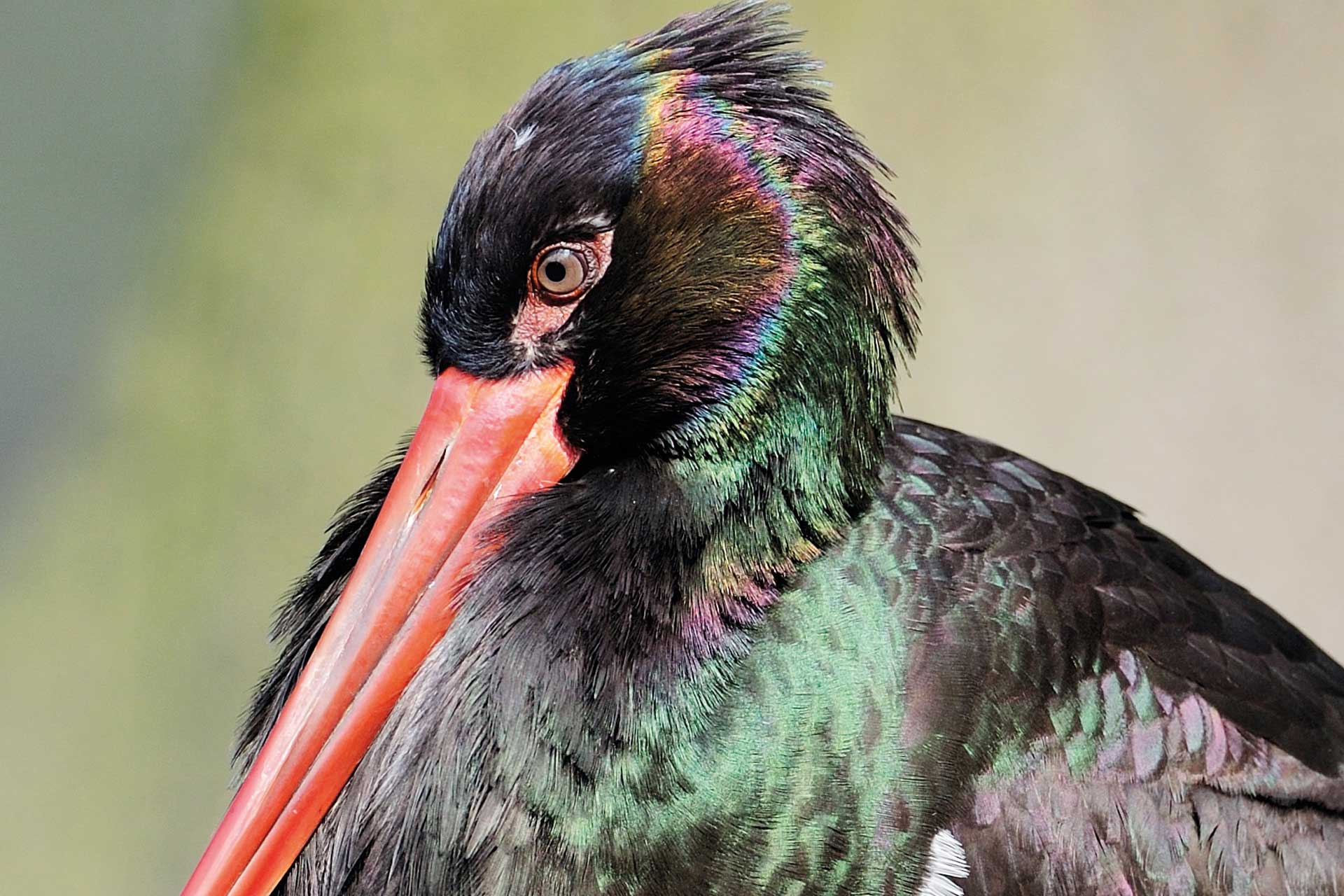 Close-up of a black stork. This large bird has glossy black-green plumage and a long, pointed red beak.