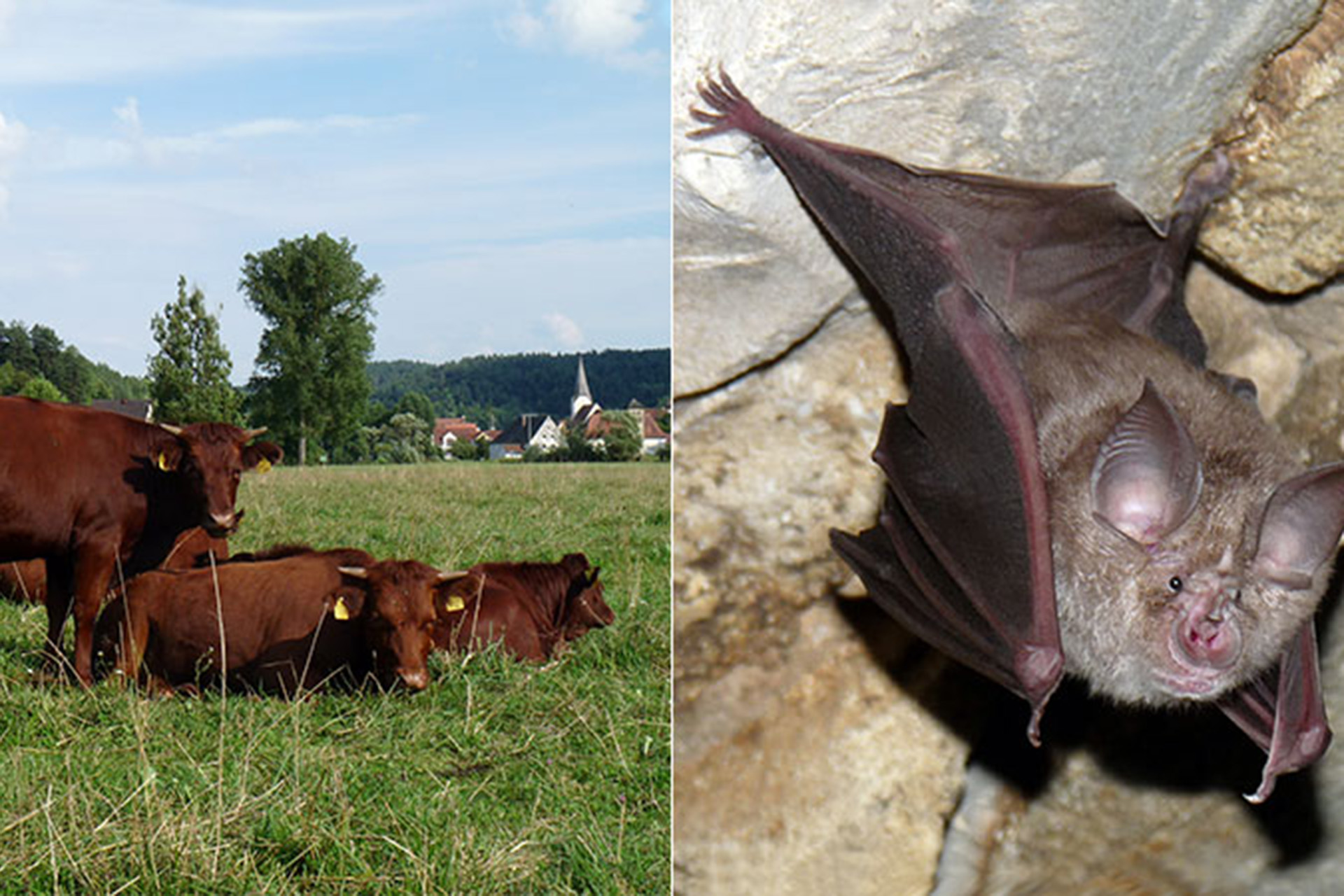 Artenvielfalt in Markt Hohenburg