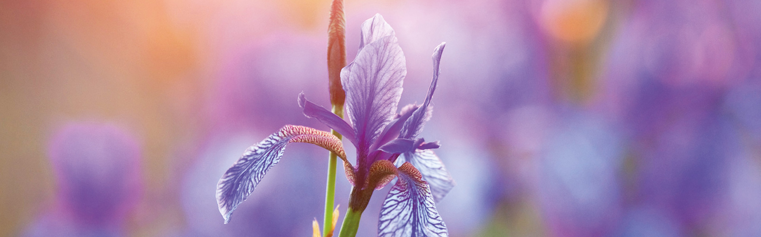 Nahaufnahme einer Schwertlilie: Schlanker grüner Stengel mit blau-lila Blüte.