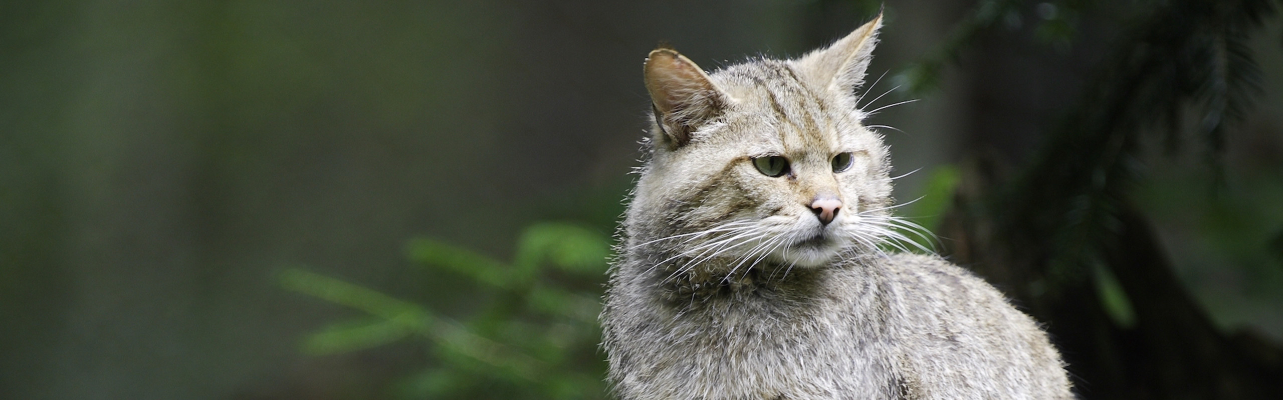 Bild einer Wildkatze