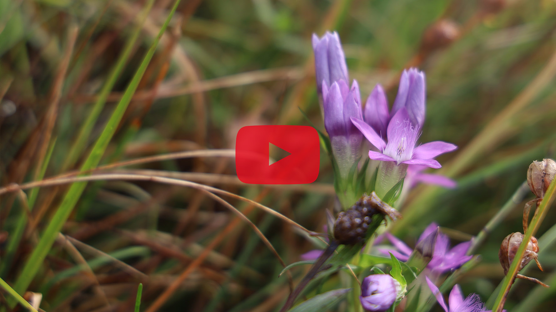  Natura 2000-BayernOskar – Umweltbildung und Landschaftspflege auf der Königsbrunner Heide