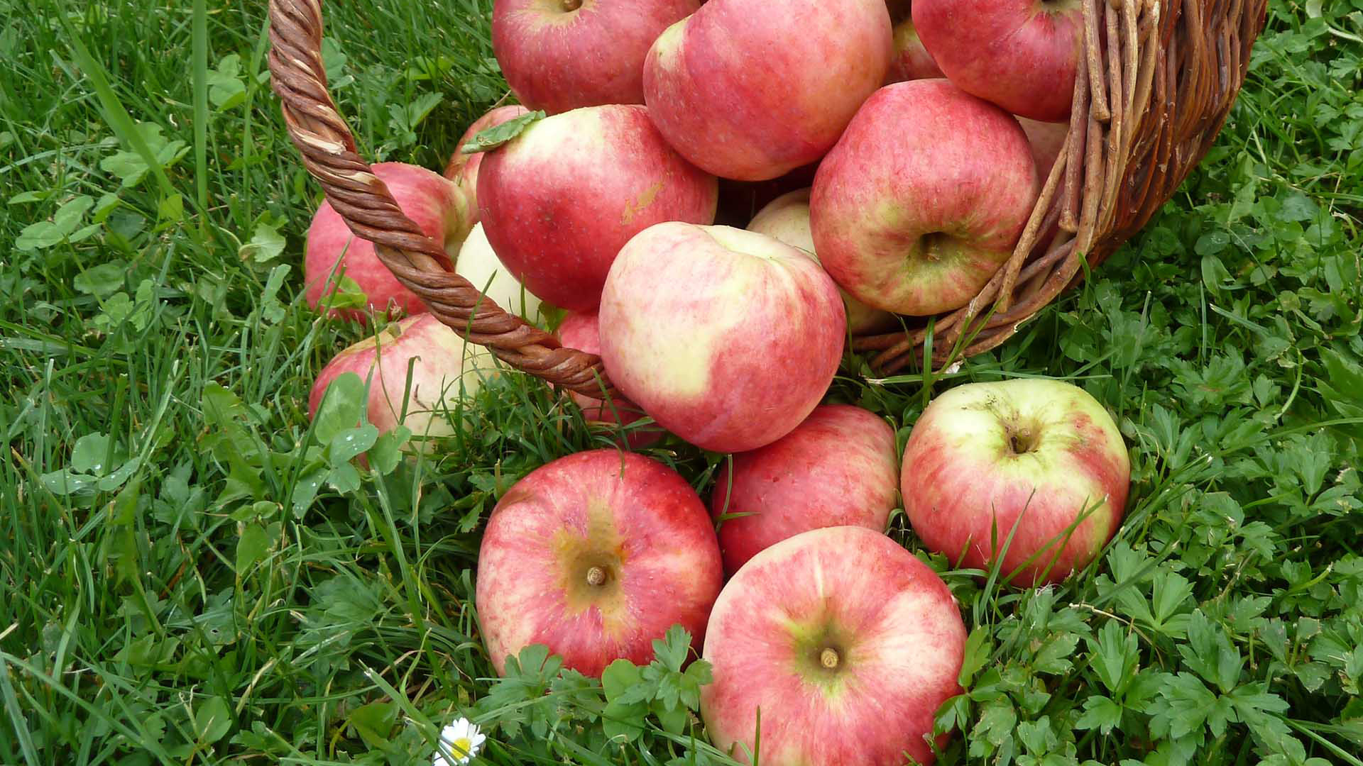 Bio Streuobsthof Stöckl