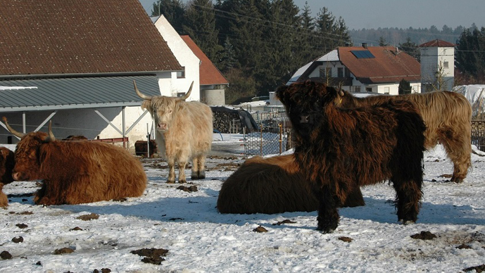 Schottische Hochlandrinder
