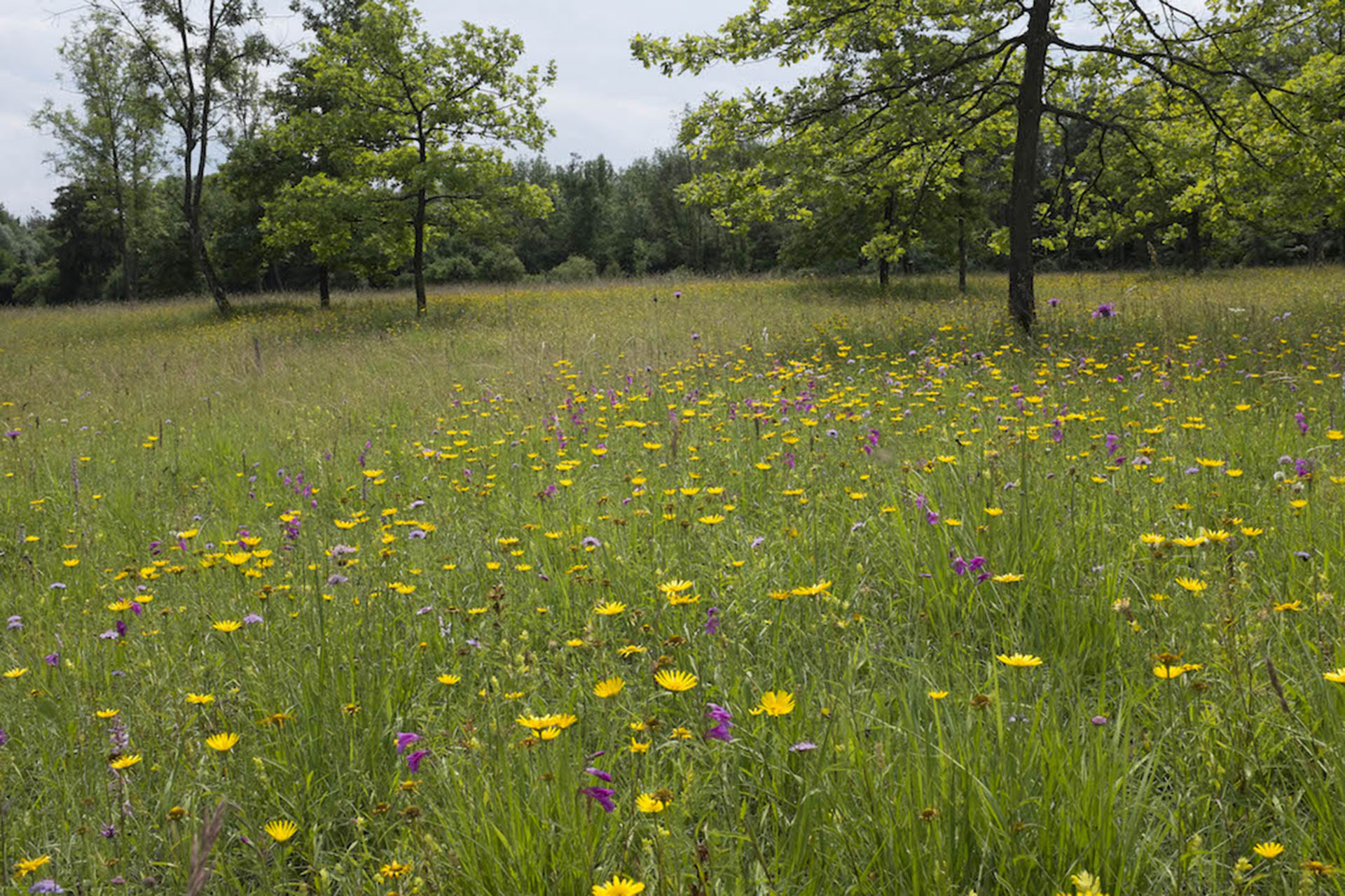 Blühende Magerrasen und Streuwiesen