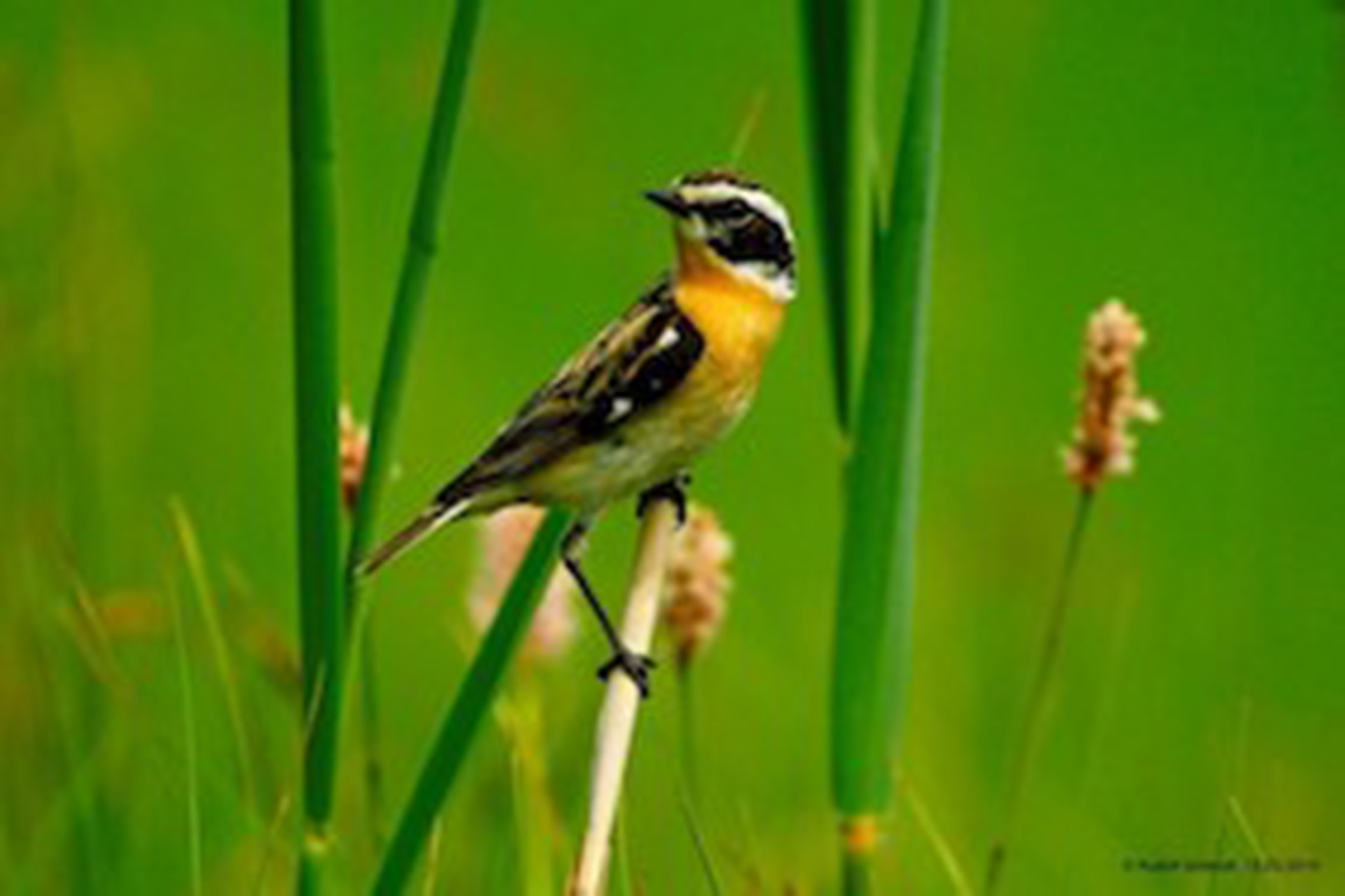 Braunkehlchen Männchen