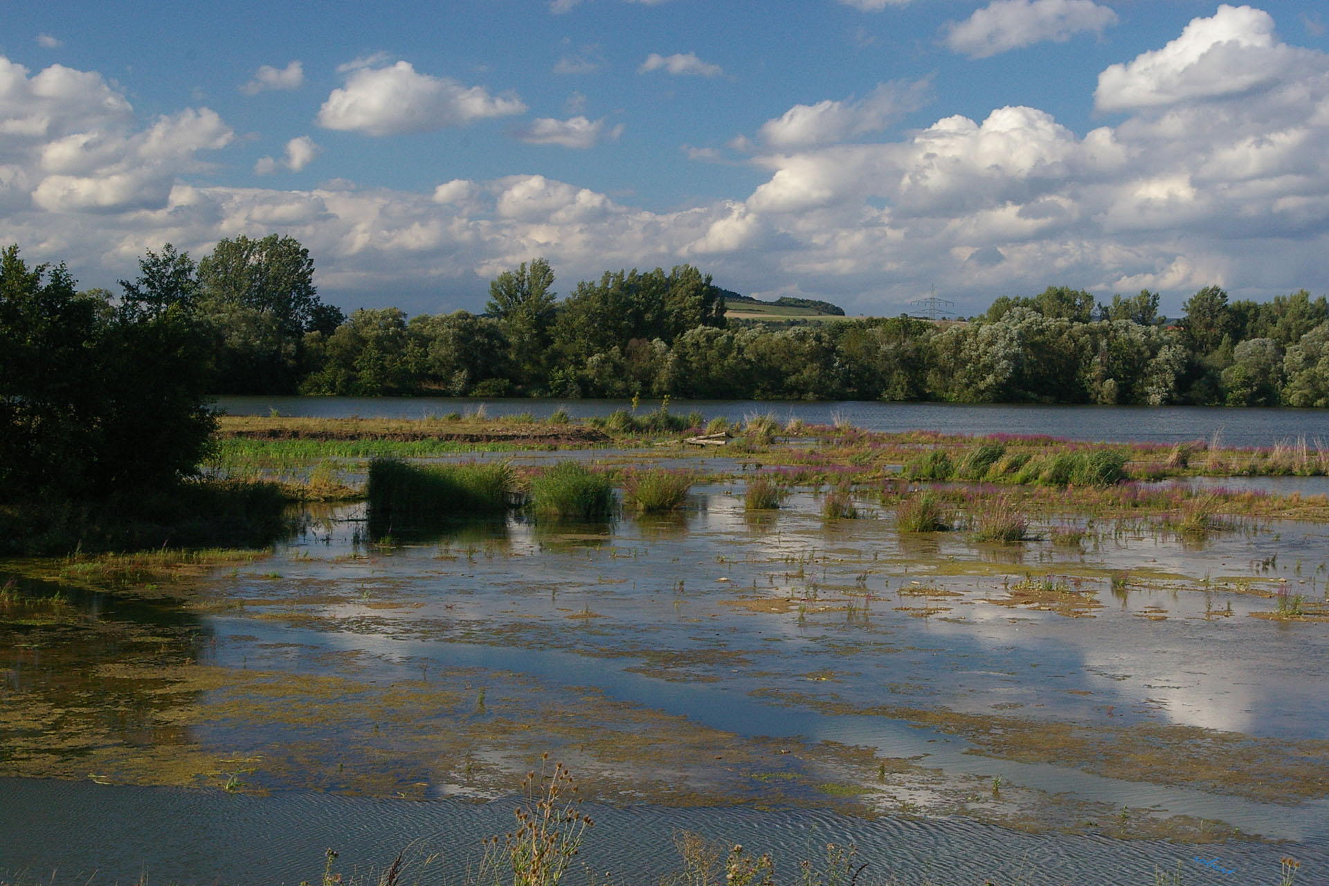 Flachwasser am Beobachtungshügel Knetzgau