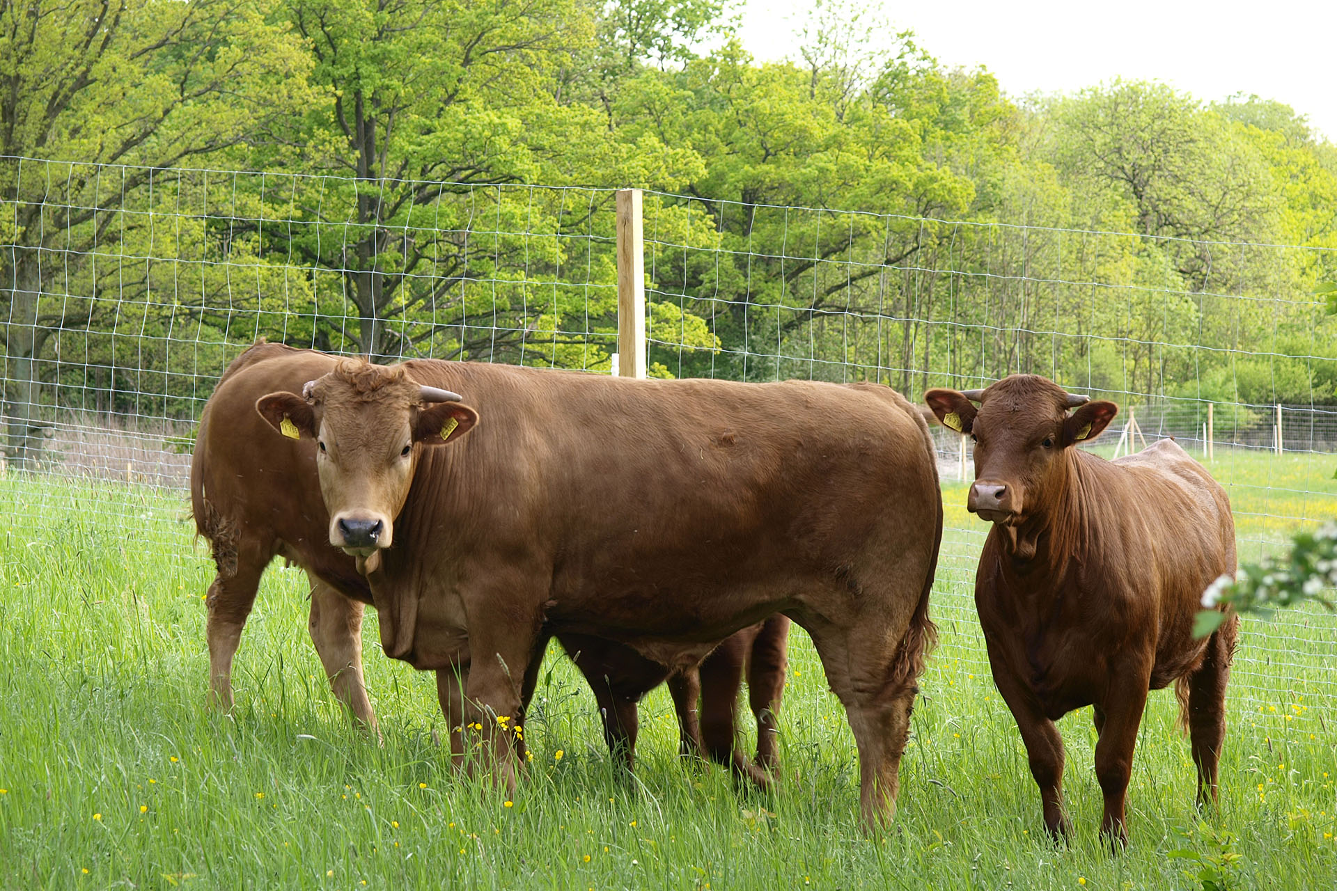 Blick vom Turm auf Sichersee