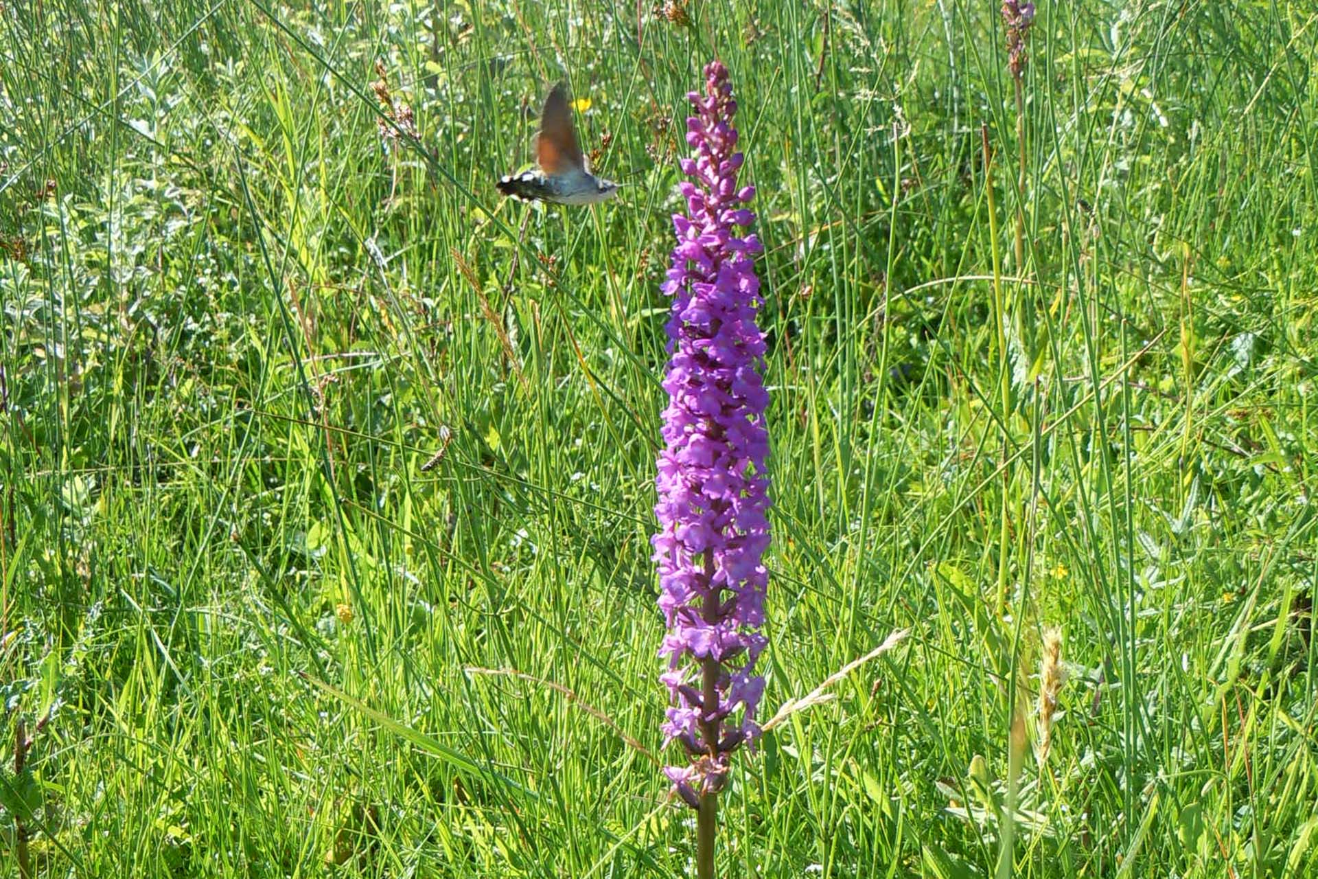 Mückenhändelwurz mit Taubenschwänzchen
