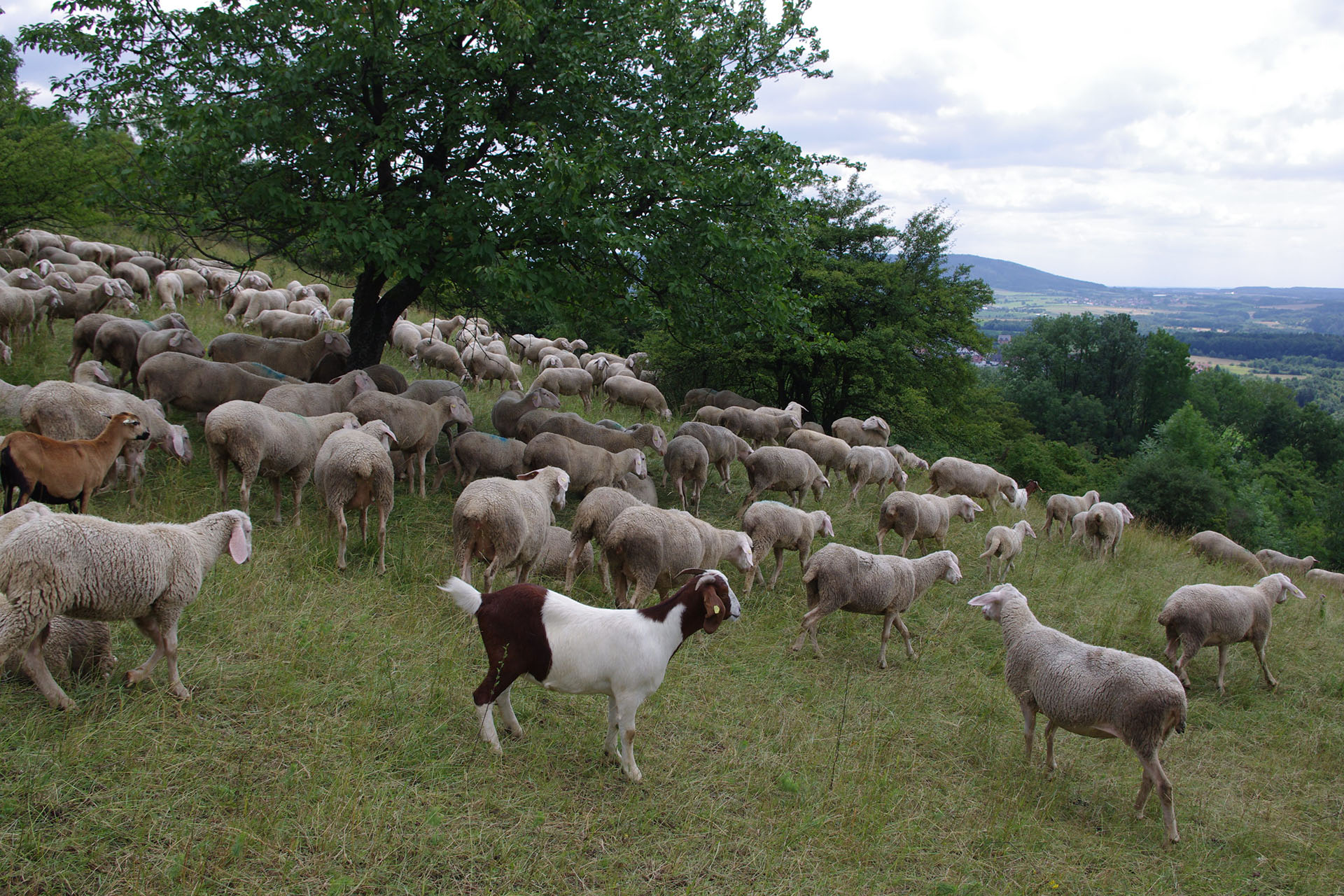 Walberla mit Schafen und Ziegen