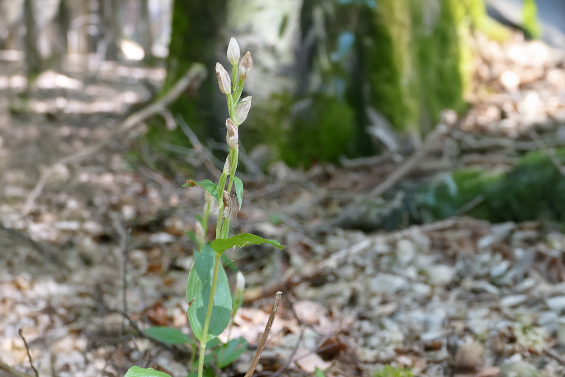 Weißes Waldvöglein im Buchenwald