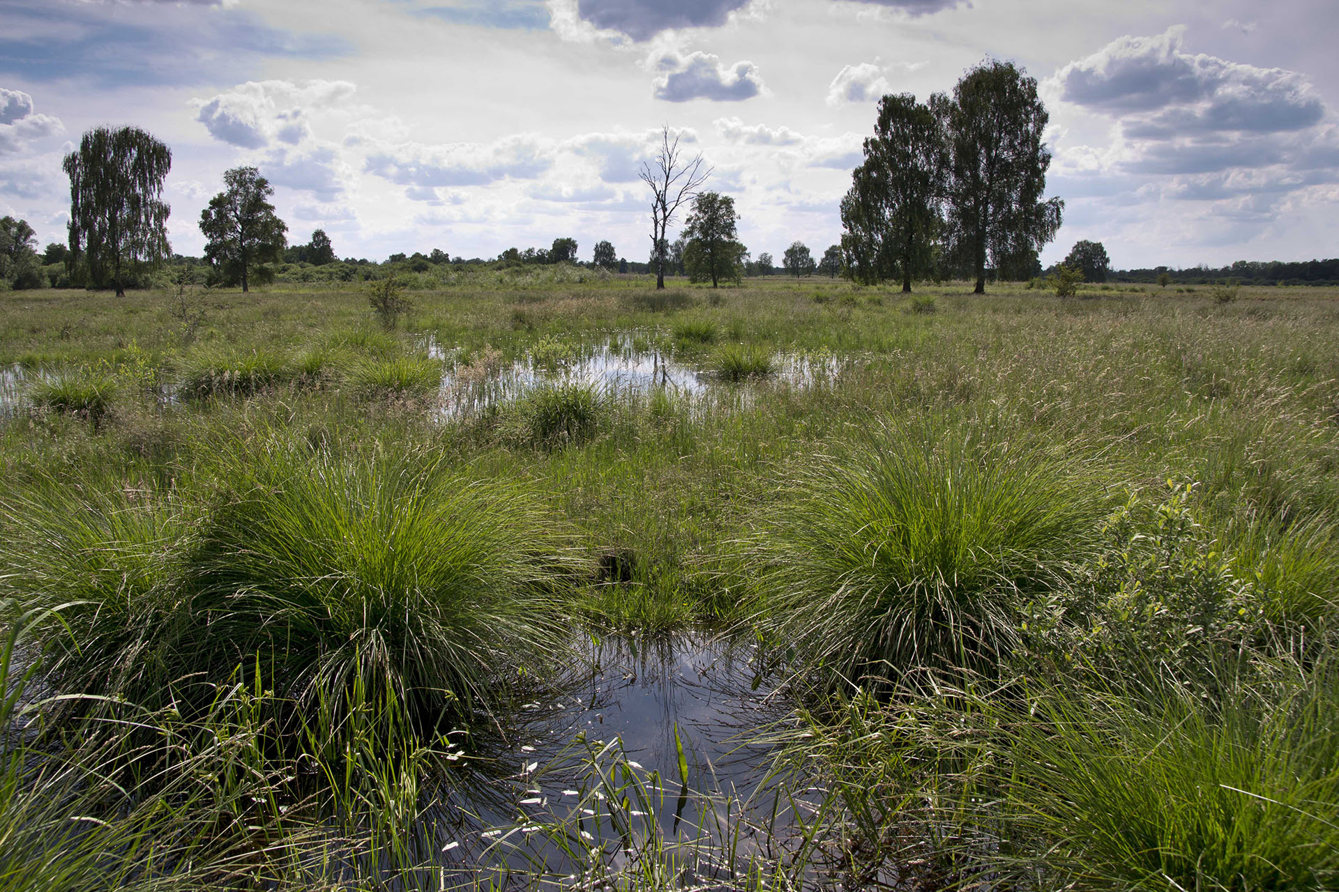 Wiedervernässte Torfstiche im Leipheimer Moos, im Vordergrund Bulte der Rispensegge