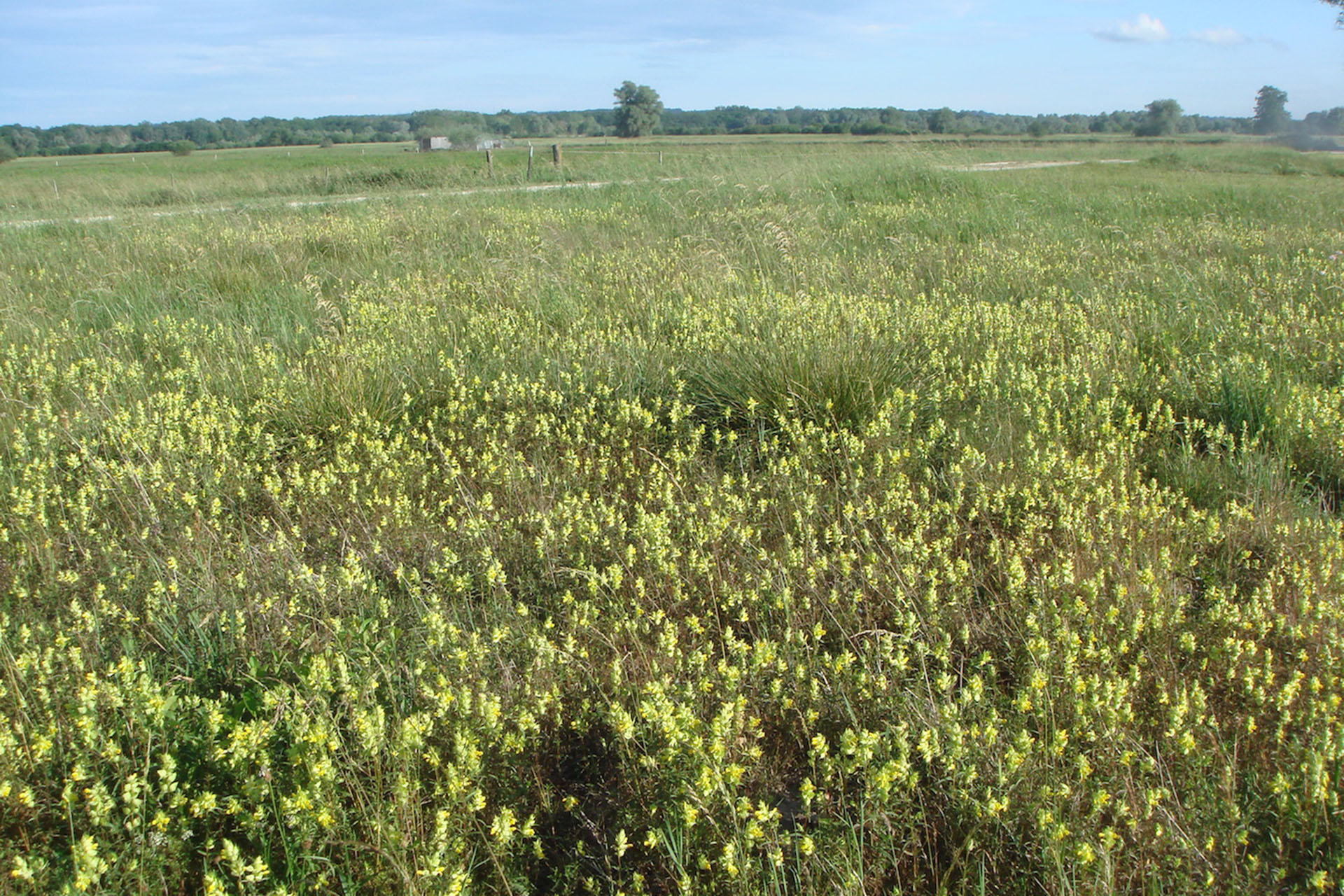 Artenreiche Mähwiese mit Klappertopf