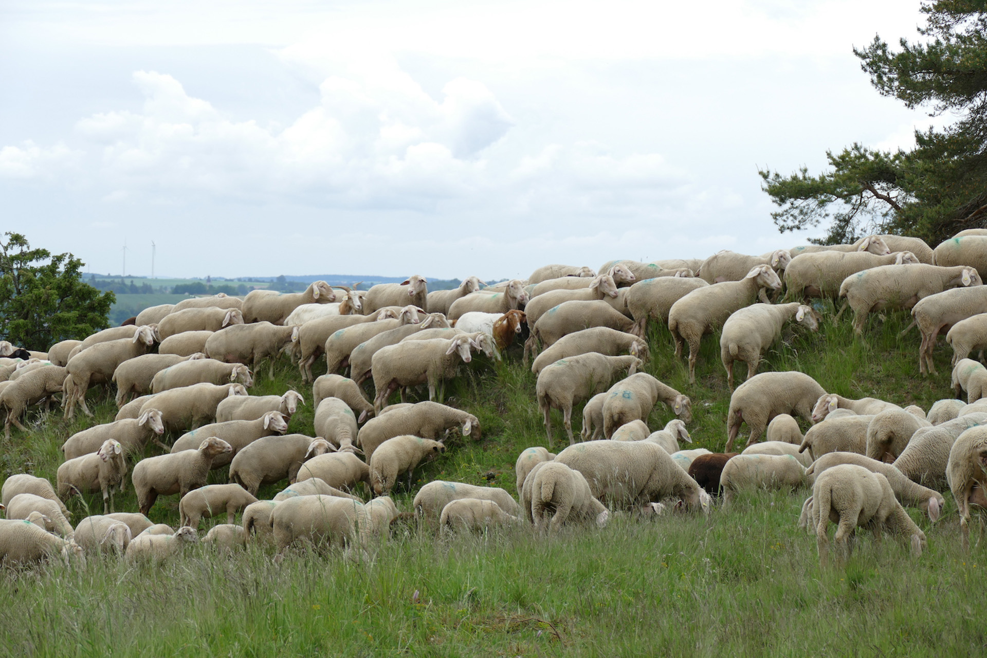 Schafe als Landschaftspfleger
