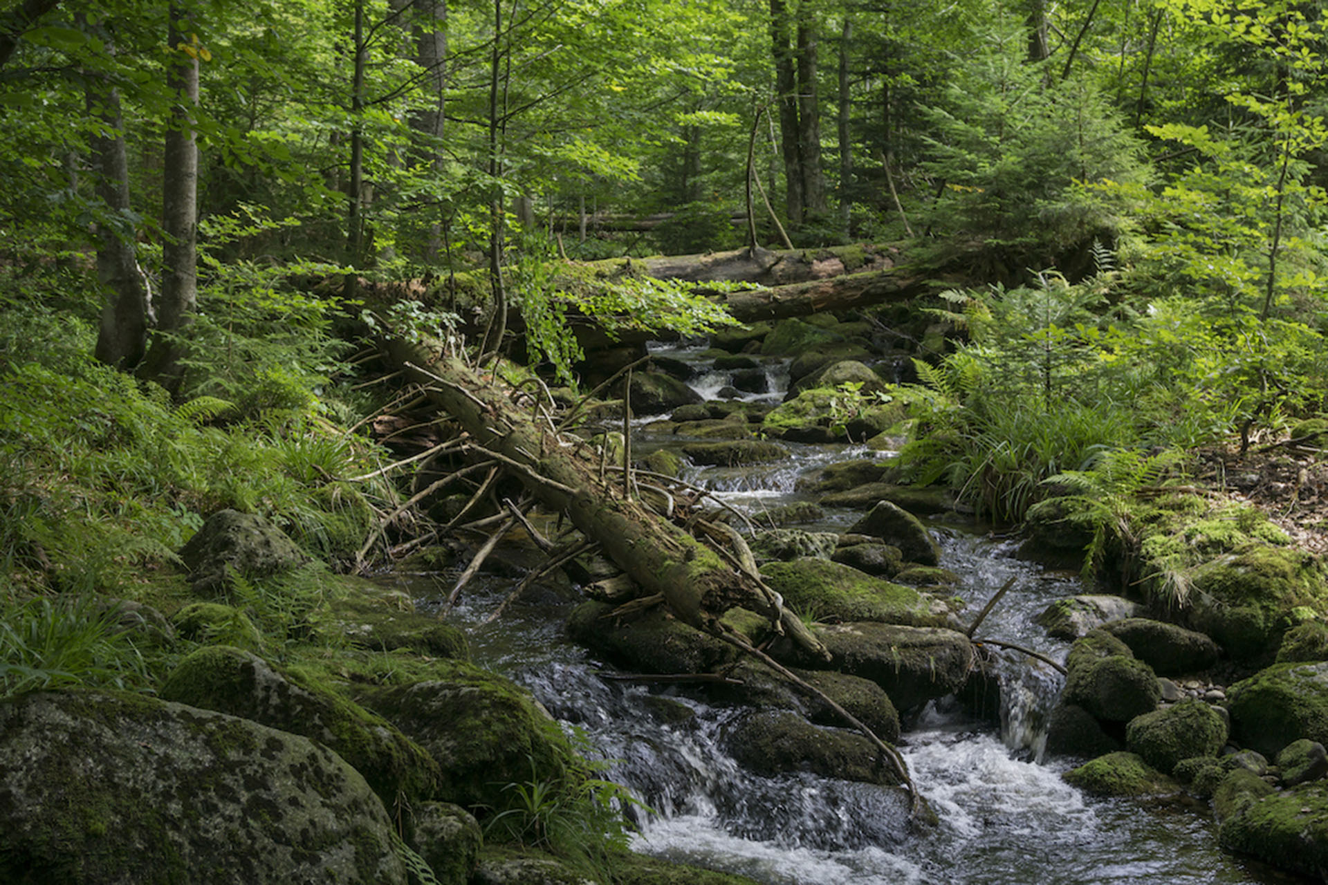 Nationalpark Bayerischer Wald mit dem Bach Kleine Ohe