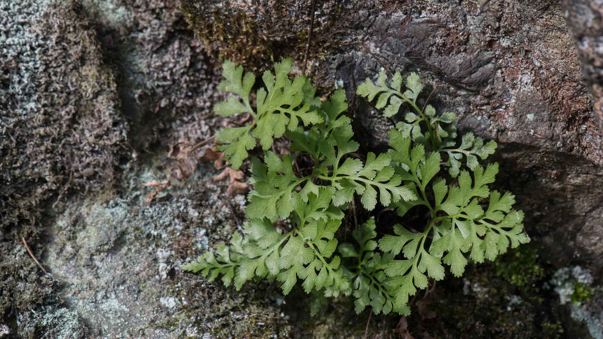 erpentinit-Zeigerfarn