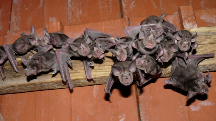 Junge der Fledermausart Große Hufeisennase