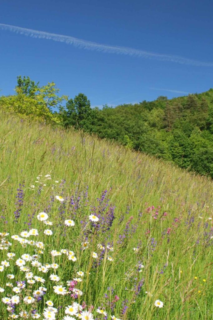 Lila blühender Salbei