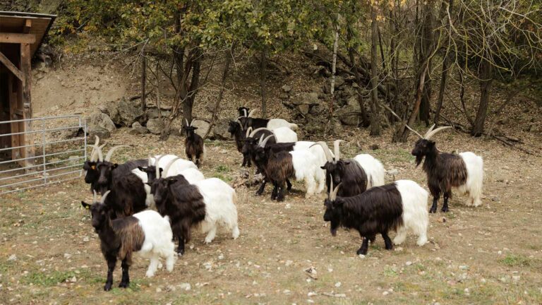 Ziegen beweiden die steilen Hangkanten