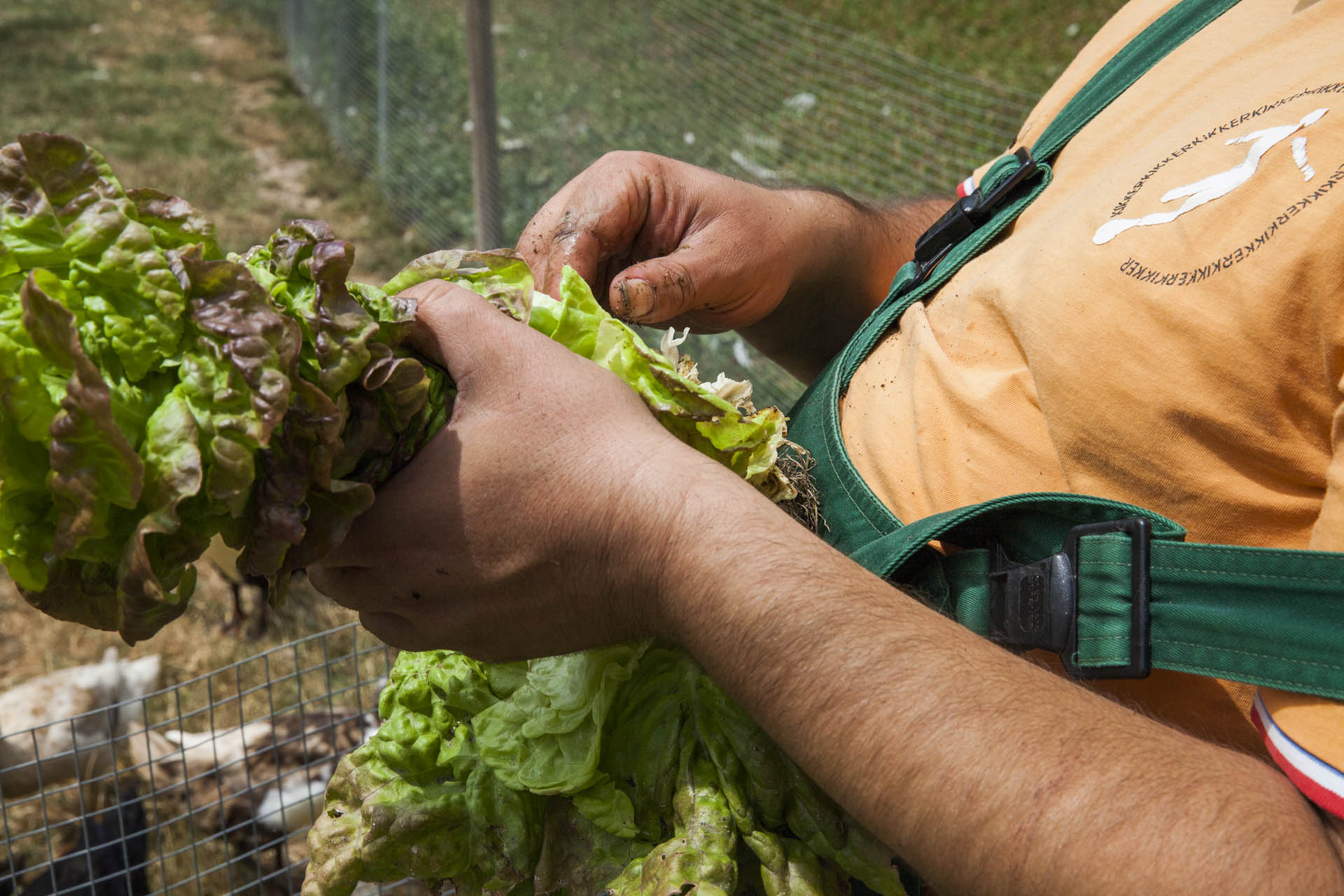 Ein Landwirt hat einen Salat in der Hand. Im Hintergrund sind Hühner zu sehen.