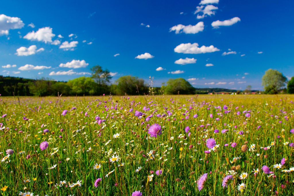 Bunte extensive Blumenwiese - dominiert von Margheriten und Witwenblumen - mit blauem Himmel im Hintergrund