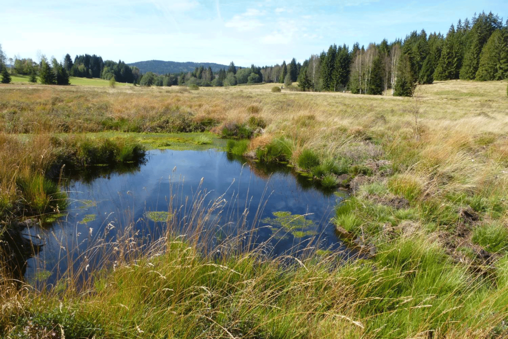 Hochmoor im Tal der Kalten Moldau. In der Mitte des Bildes ein Moortümpel.