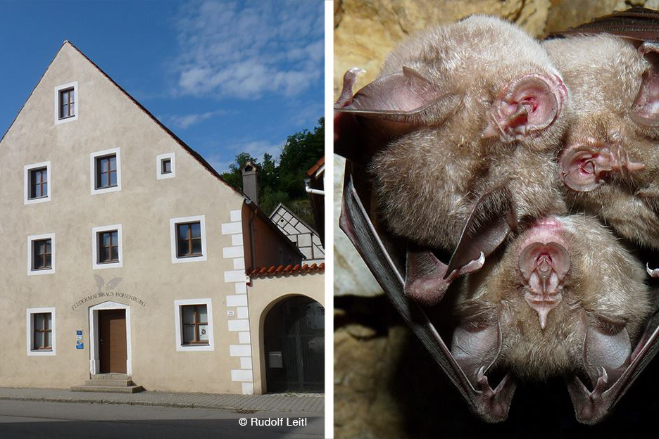 Links: Das Fledermaushaus in Hohenburg, Quartier der letzten Kolonie der Großen Hufeisennasen in Deutschland Rechts: Nahaufnahme von 3 jungen Fledermäusen der Großen Hufeisennasen in der Wochenstube