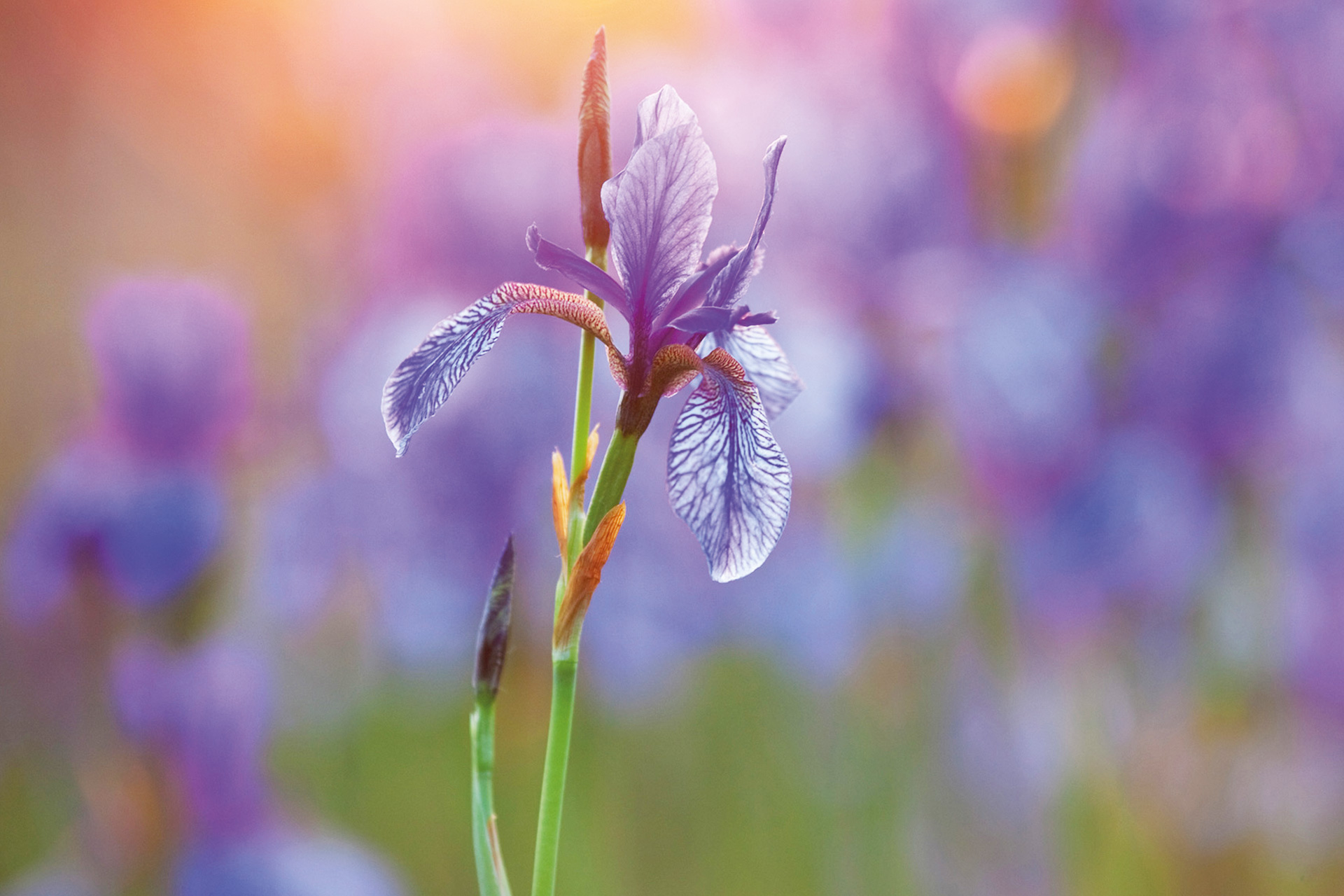 Nahaufnahme einer Schwertlilie: Schlanker grüner Stengel mit blau-lila Blüte.