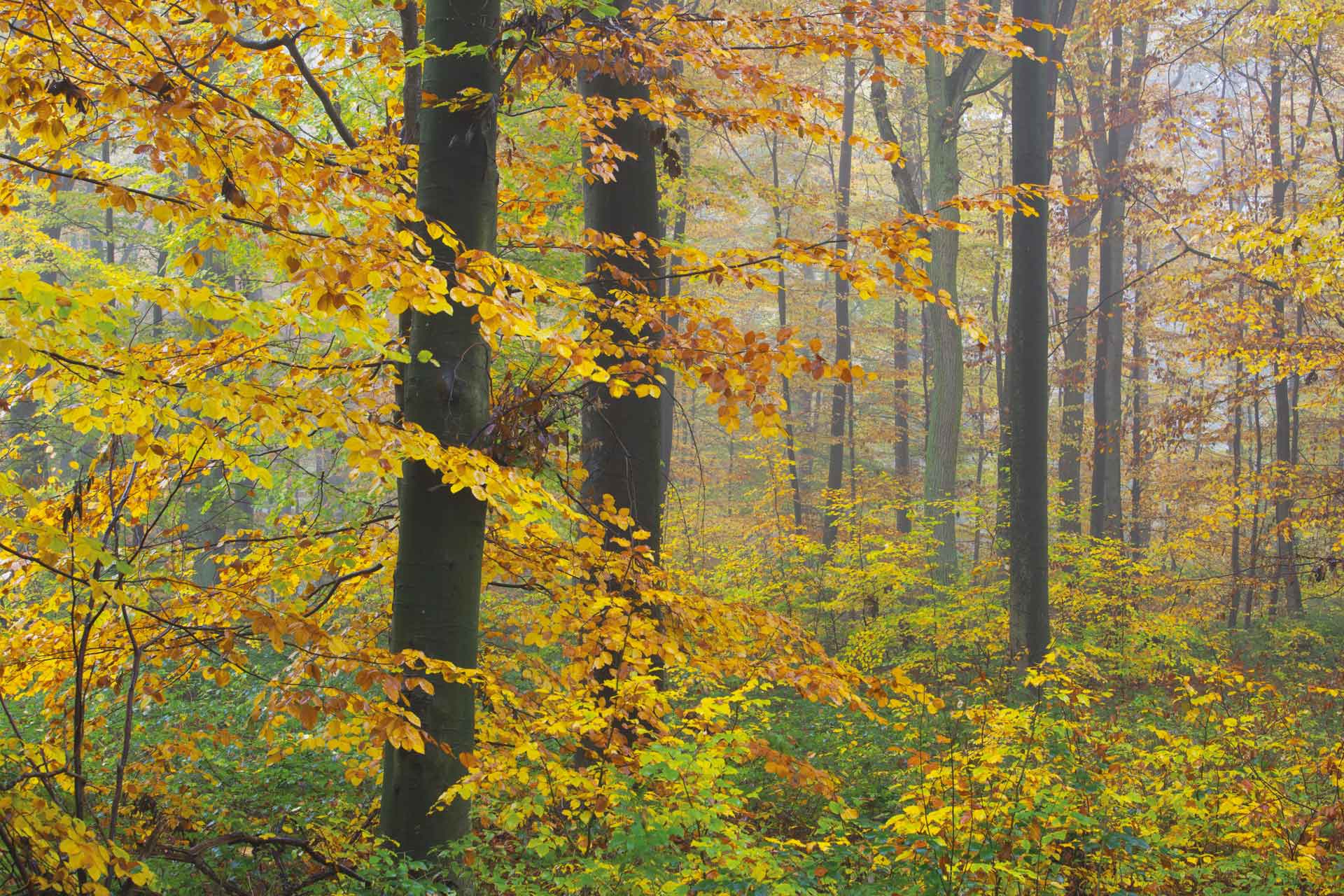 Buchenwald im Herbst.