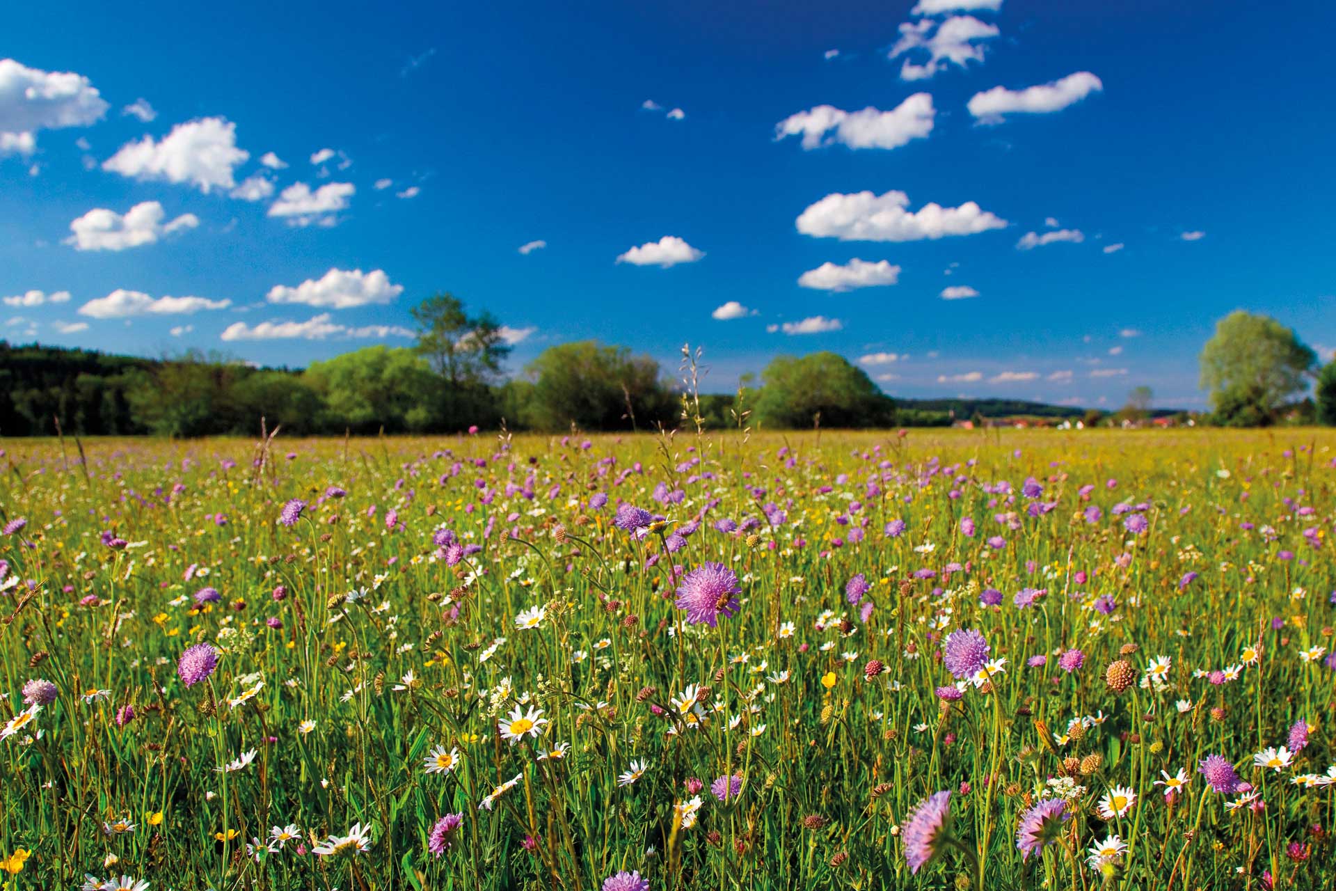 Eine bunte Wiese mit blauem Himmel.