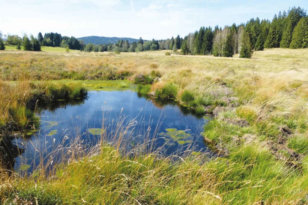 Hochmoor im Tal der Kalten Moldau. In der Mitte des Bildes ein Moortümpel.