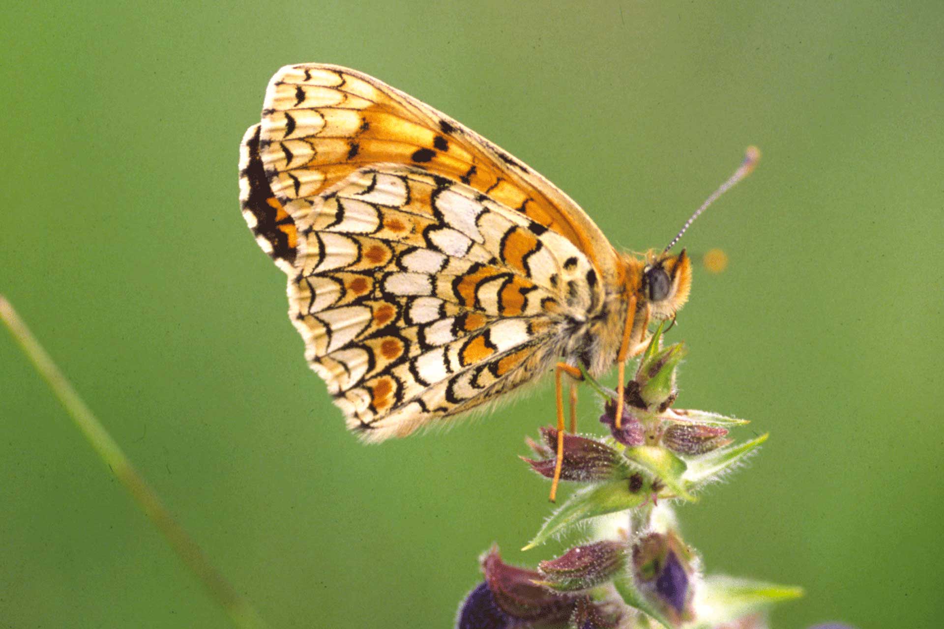 An orange butterfly sitting on a flower.