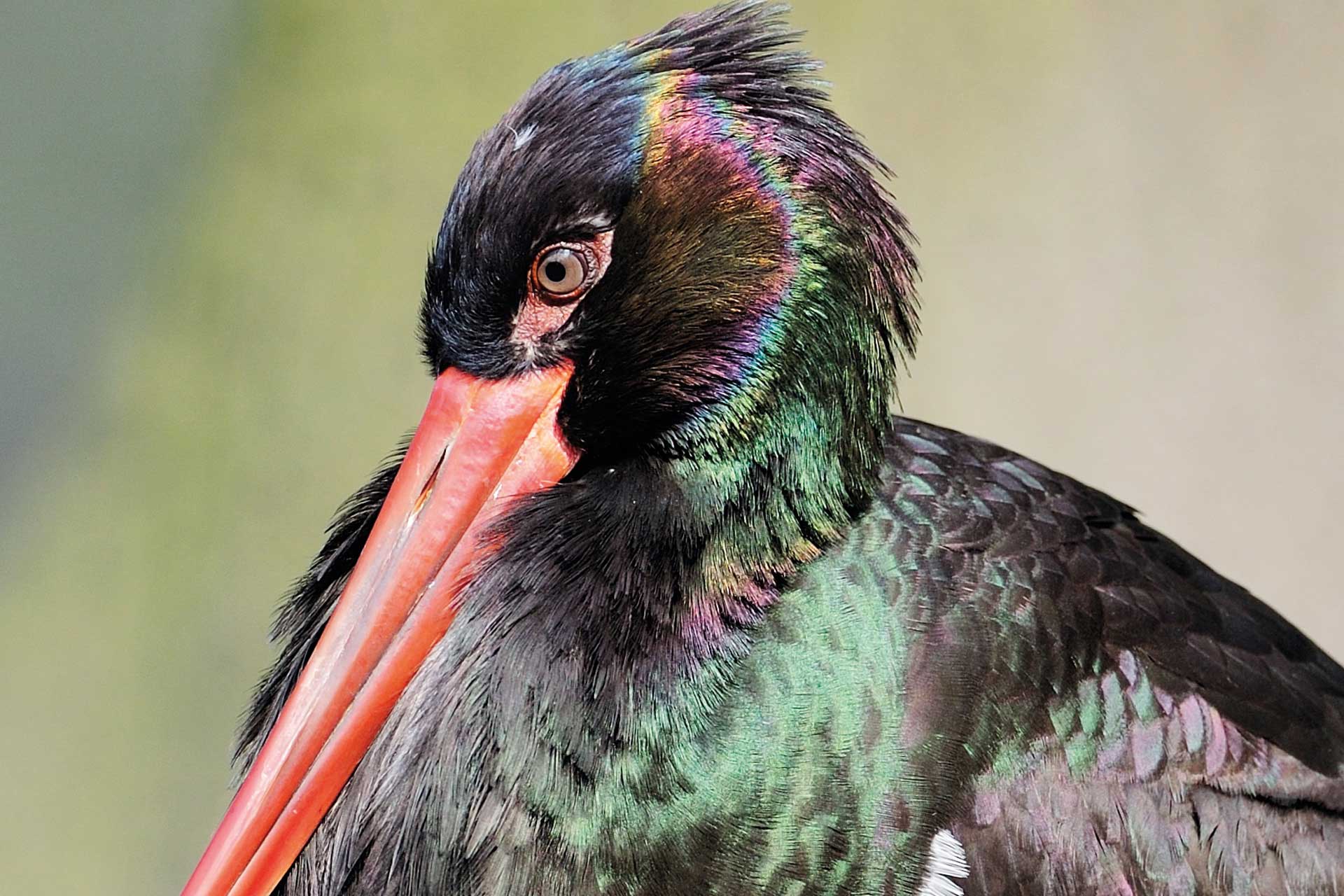 Nahaufnahme eines Schwarzstorch. Der große Vogel hat schwarzgrün glämnzendes Gefieder und einen langen, spitzen roten Schnabel.
