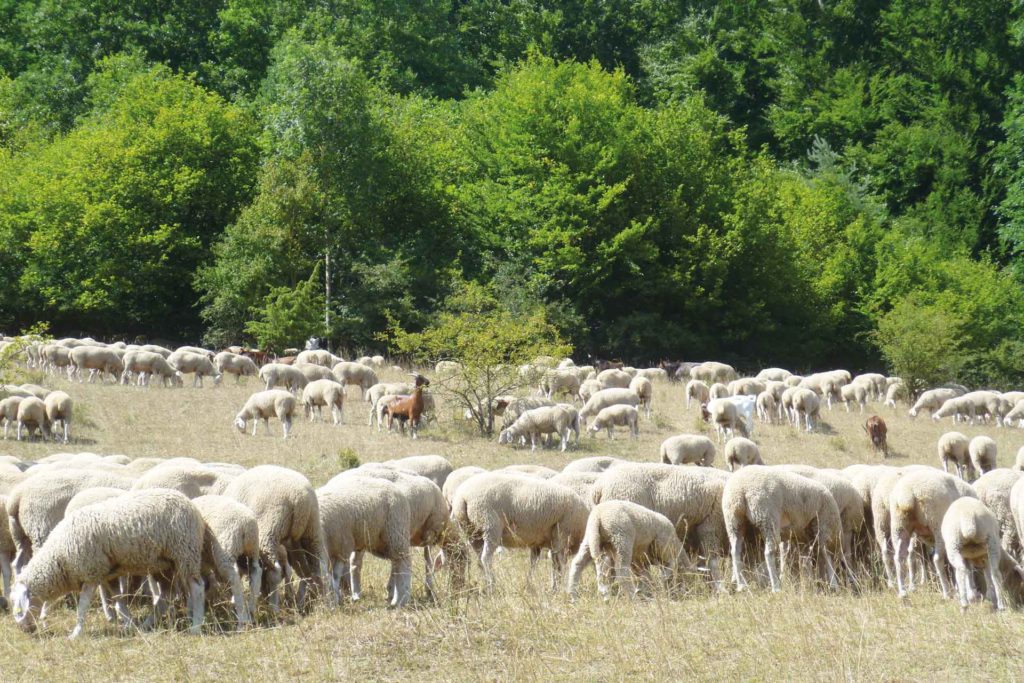 Schafe auf der Wiese. Im Hintergrund ein Wald.