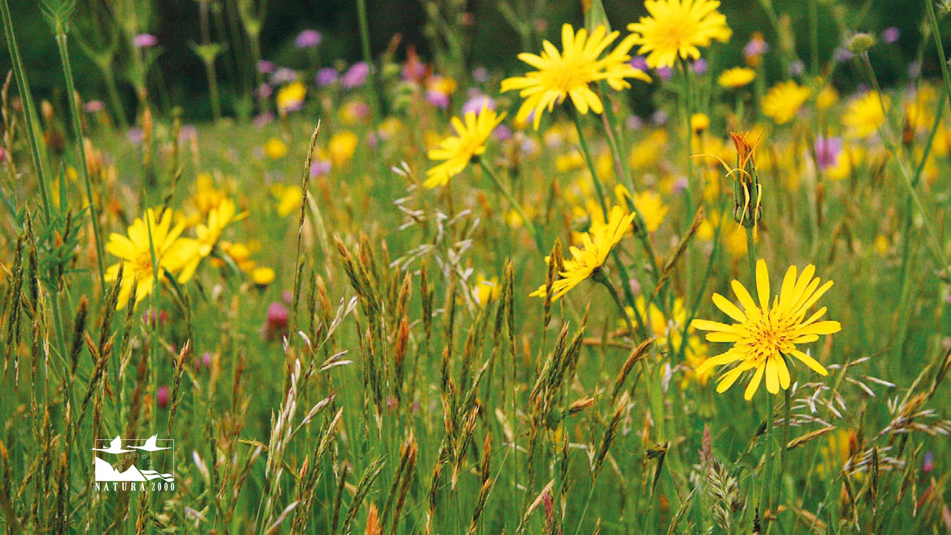 Eine gelbe Blumenwiese in der Nahaufnahme.