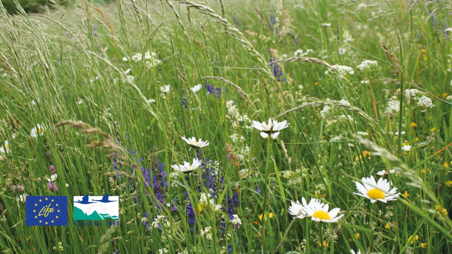 Eine Wiese mit vielen Gänseblümchen in Luxemburg.