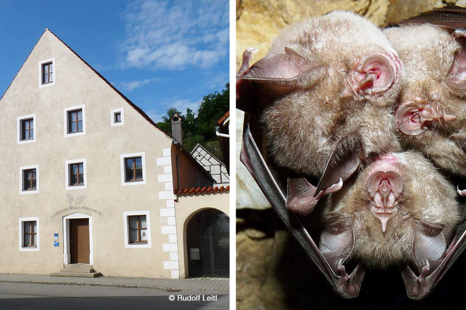 Links: Das Fledermaushaus in Hohenburg, Quartier der letzten Kolonie der Großen Hufeisennasen in Deutschland Rechts: Nahaufnahme von 3 jungen Fledermäusen der Großen Hufeisennasen in der Wochenstube