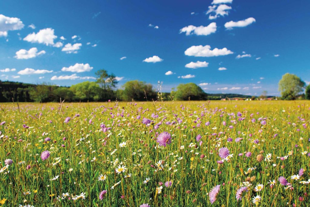 Bunte extensive Blumenwiese - dominiert von Margheriten und Witwenblumen - mit blauem Himmel im Hintergrund