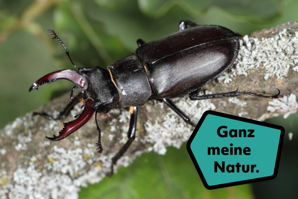 Ein Hirschkäfer auf einem Ast, der zum Natura-Wissensquiz verlinkt