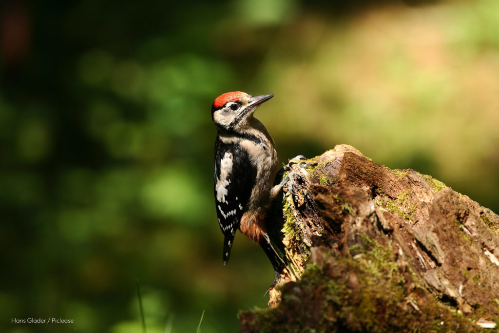 Great Spotted Woodpecker sitting on a tree in a forest.