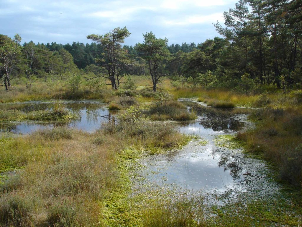 Otternhagener-Moor mit Wald und Himmel im Hintergrund.