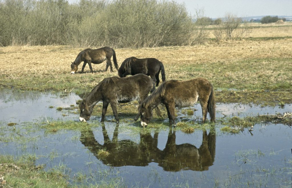 Vier Ponies, die das Gras der struppigen Landschaft abgrasen und aus dem stehendem Wasser trinken. Links dahinter sind große Büsche zu sehen.
