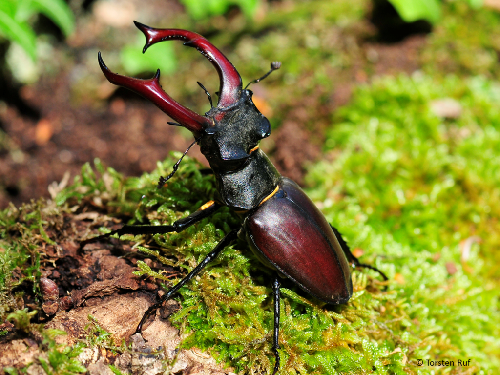 Nahaufnahme eines sechsbeinigen Käfers, der ein hirschähnliches Geweih trägt.